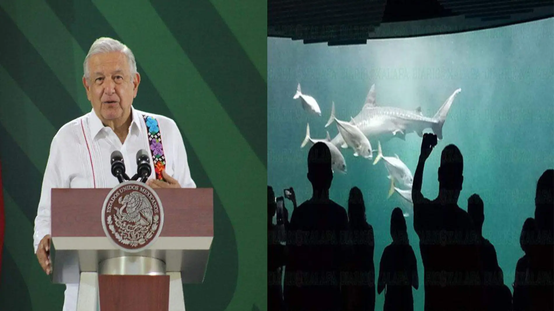 Amlo acuario